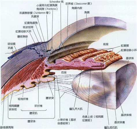 房角|深入解析前房角：您的医生为您检查过吗？